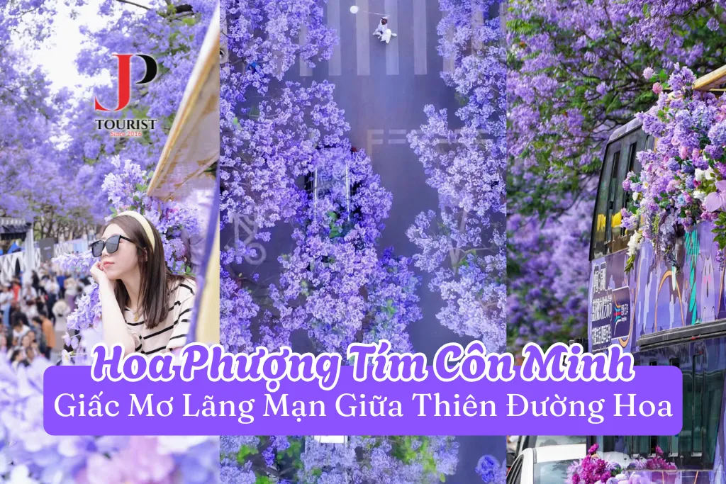 HOA PHƯỢNG TÍM CÔN MINH – GIẮC MƠ LÃNG MẠN GIỮA THIÊN ĐƯỜNG HOA