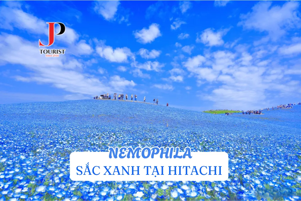 NEMOPHILA - SẮC XANH TẠI HITACHI