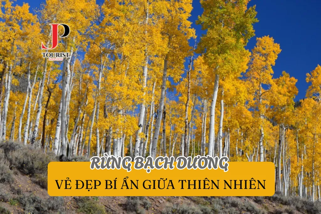 RỪNG BẠCH DƯƠNG – VẺ ĐẸP BÍ ẨN GIỮA THIÊN NHIÊN