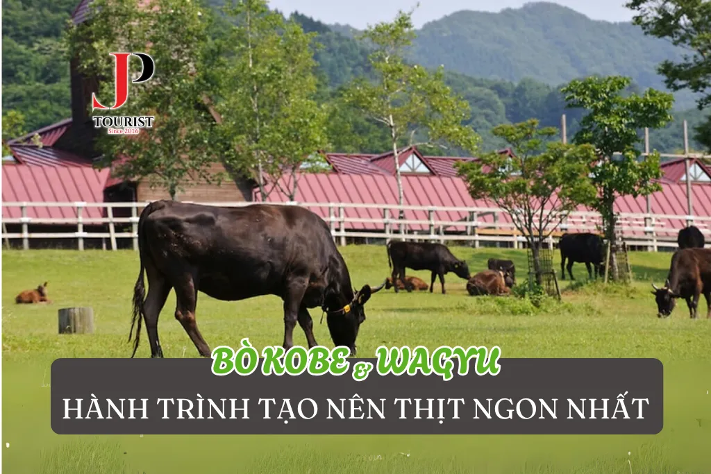 BÒ KOBE & WAGYU – HÀNH TRÌNH TẠO NÊN THỊT NGON NHẤT