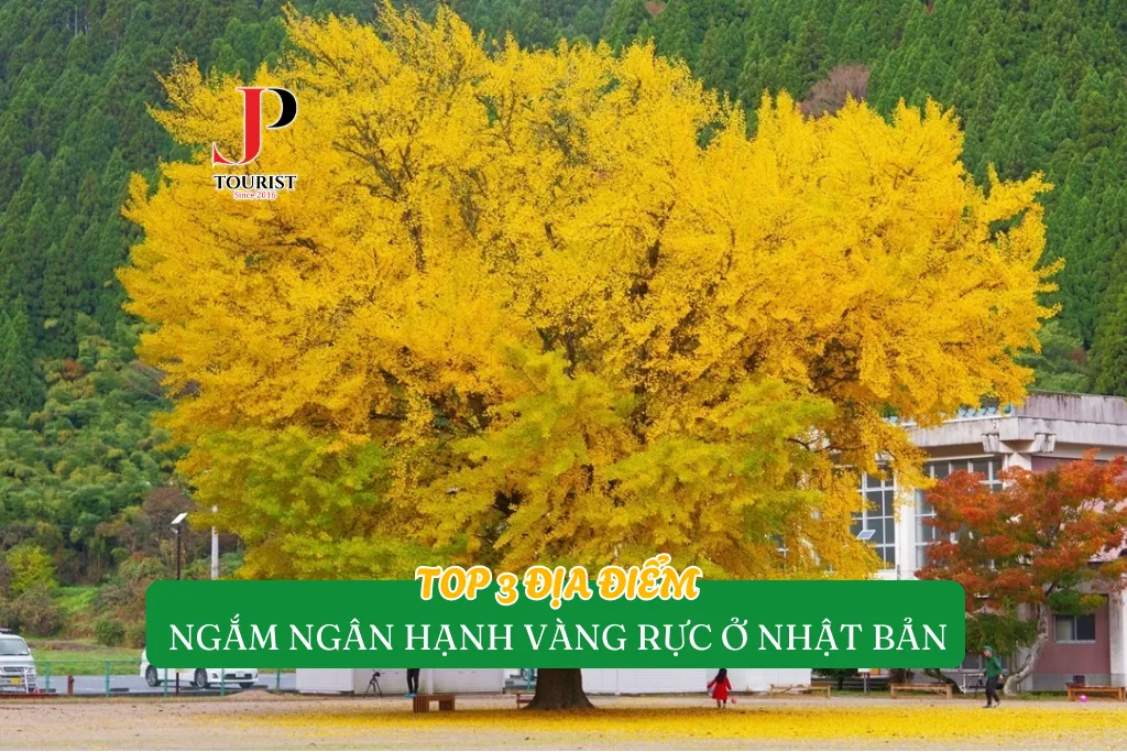TOP 3 ĐỊA ĐIỂM NGẮM NGÂN HẠNH VÀNG RỰC Ở NHẬT BẢN