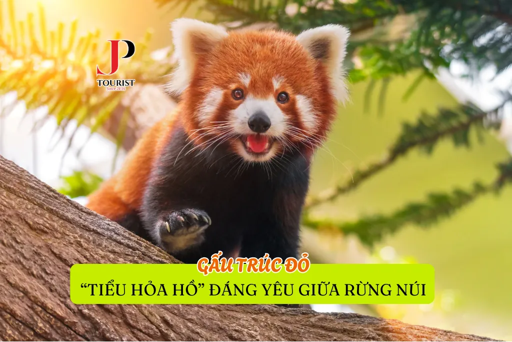 GẤU TRÚC ĐỎ – “TIỂU HỎA HỒ” ĐÁNG YÊU GIỮA RỪNG NÚI