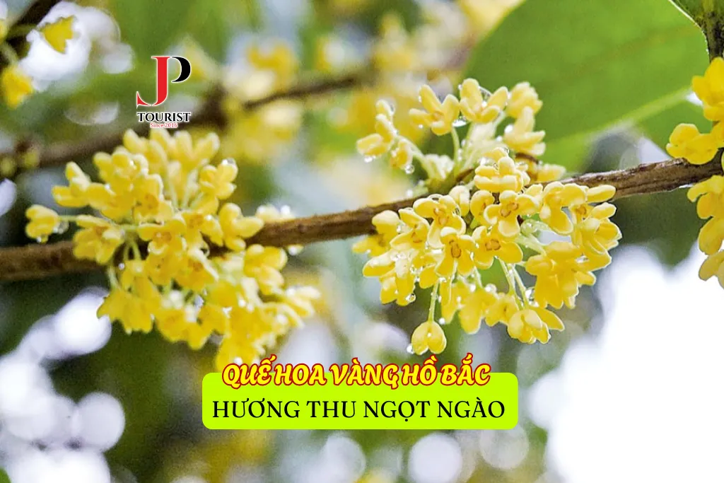 QUẾ HOA VÀNG HỒ BẮC – HƯƠNG THU NGỌT NGÀO