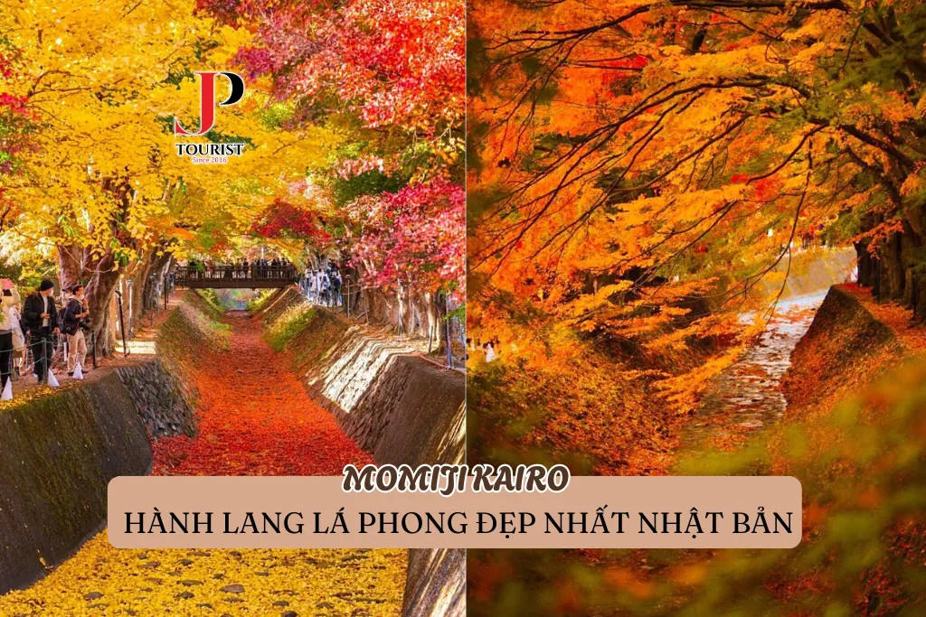 MOMIJI KAIRO – HÀNH LANG LÁ PHONG ĐẸP NHẤT NHẬT BẢN