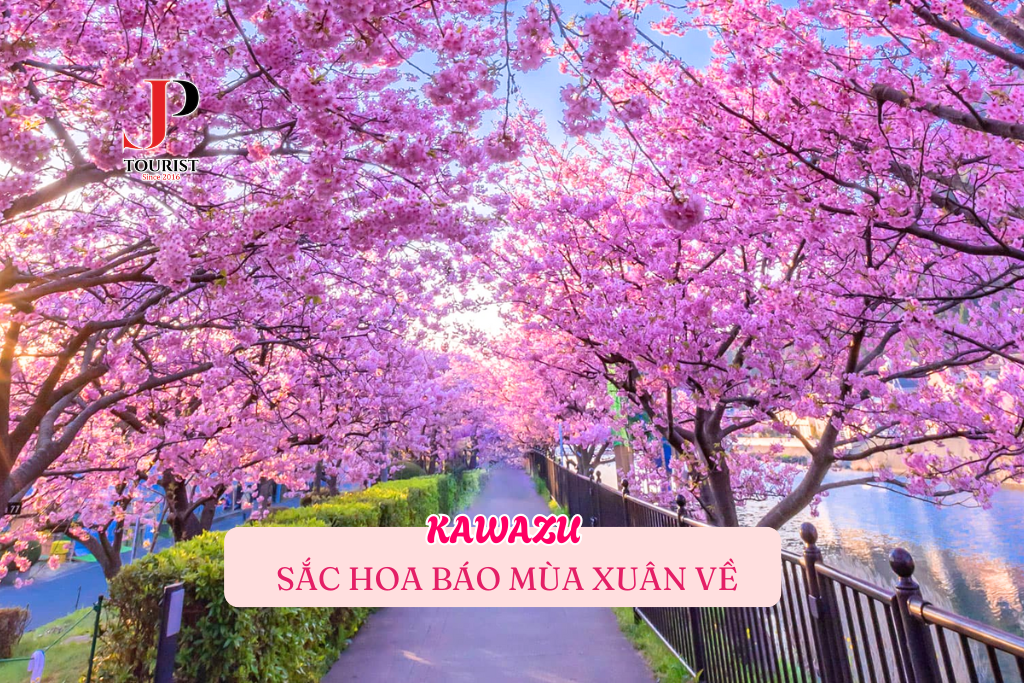 KAWAZU - SẮC HOA BÁO MÙA XUÂN VỀ