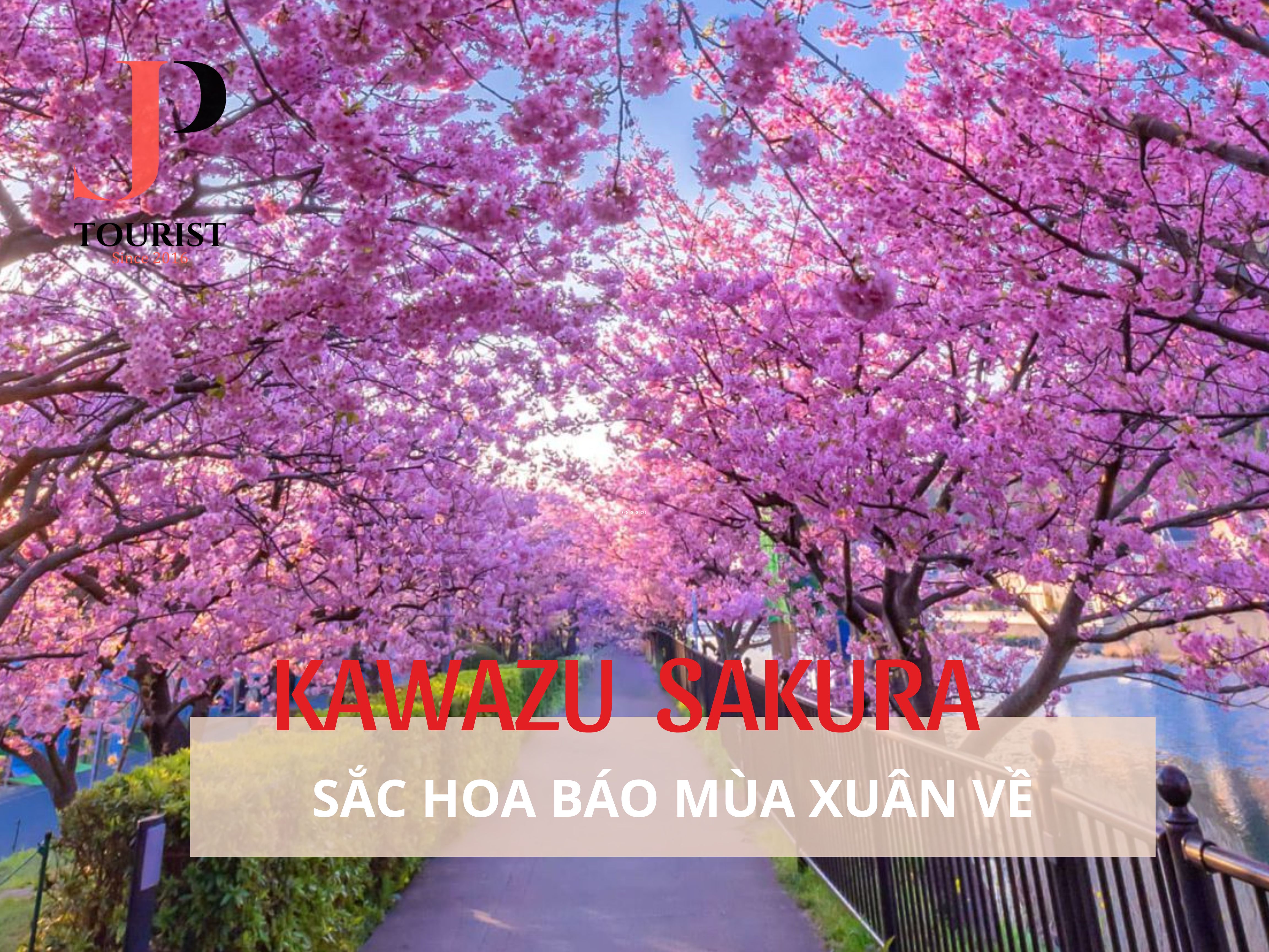 KAWAZU - SẮC HOA BÁO MÙA XUÂN VỀ