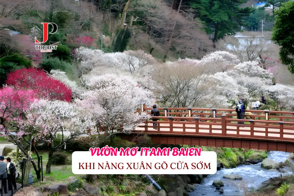 NÀNG XUÂN GÕ CỬA SỚM Ở KHU VƯỜN MƠ ITAMI BAIEN