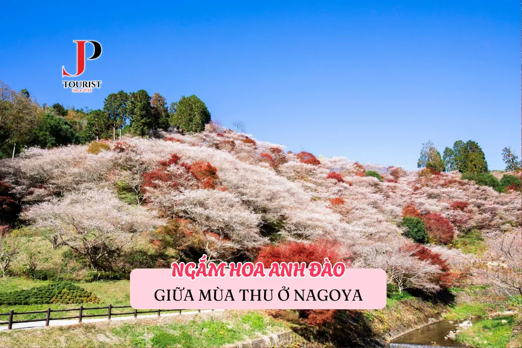 HOA ANH ĐÀO NỞ GIỮA MÙA THU Ở NAGOYA