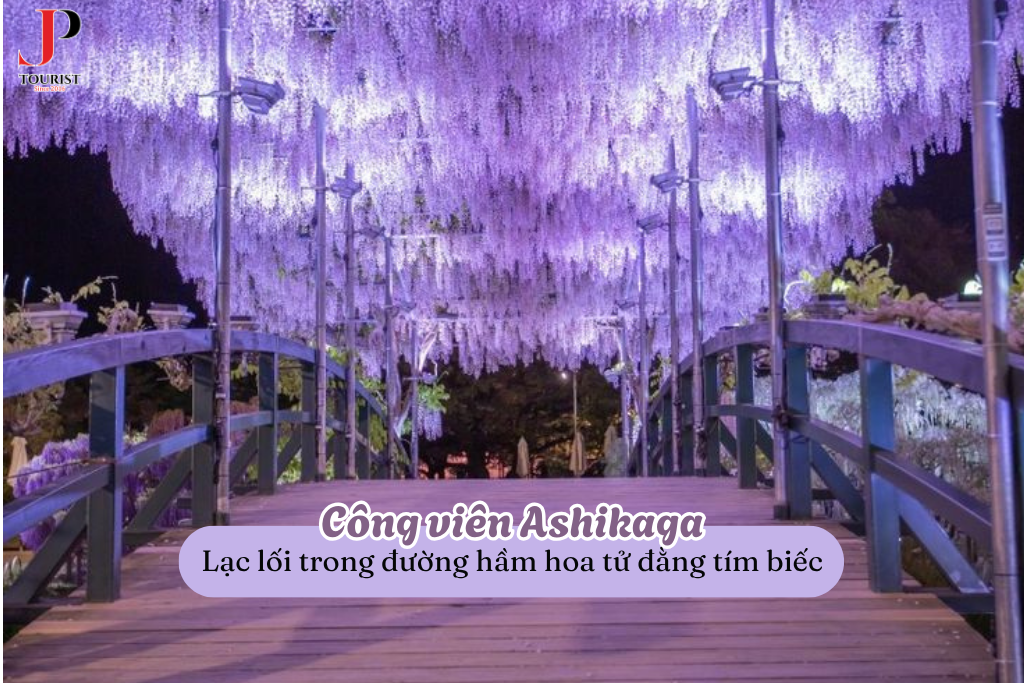 Công viên Ashikaga: Lạc lối trong đường hầm hoa tử đằng tím biếc của du lịch Nhật Bản