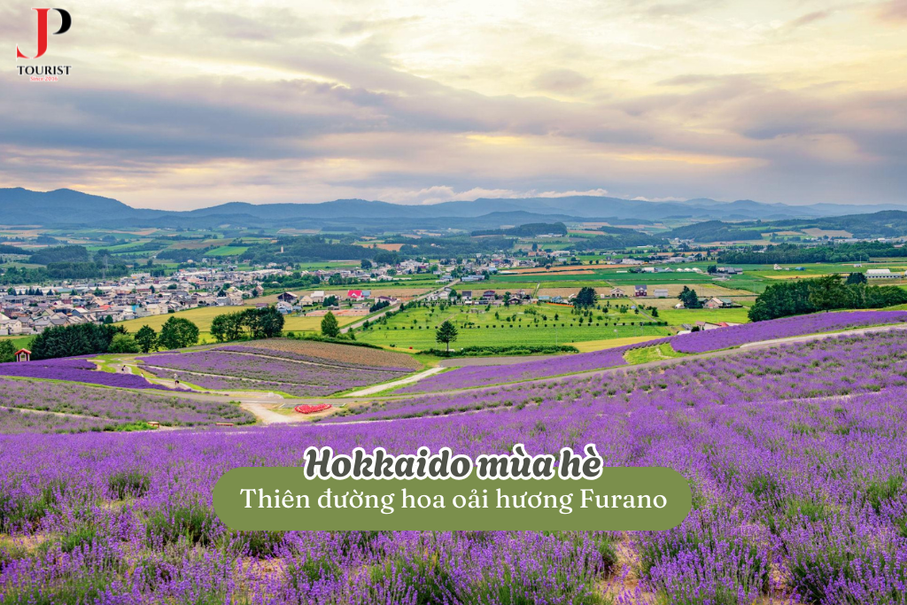 Hokkaido mùa hè: Thiên đường hoa oải hương Furano