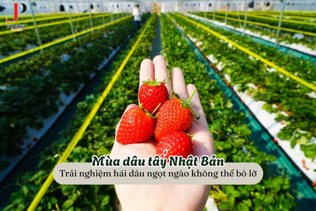 Mùa dâu tây Nhật Bản: Trải nghiệm hái dâu ngọt ngào không thể bỏ lỡ trong hành trình du lịch Nhật Bản