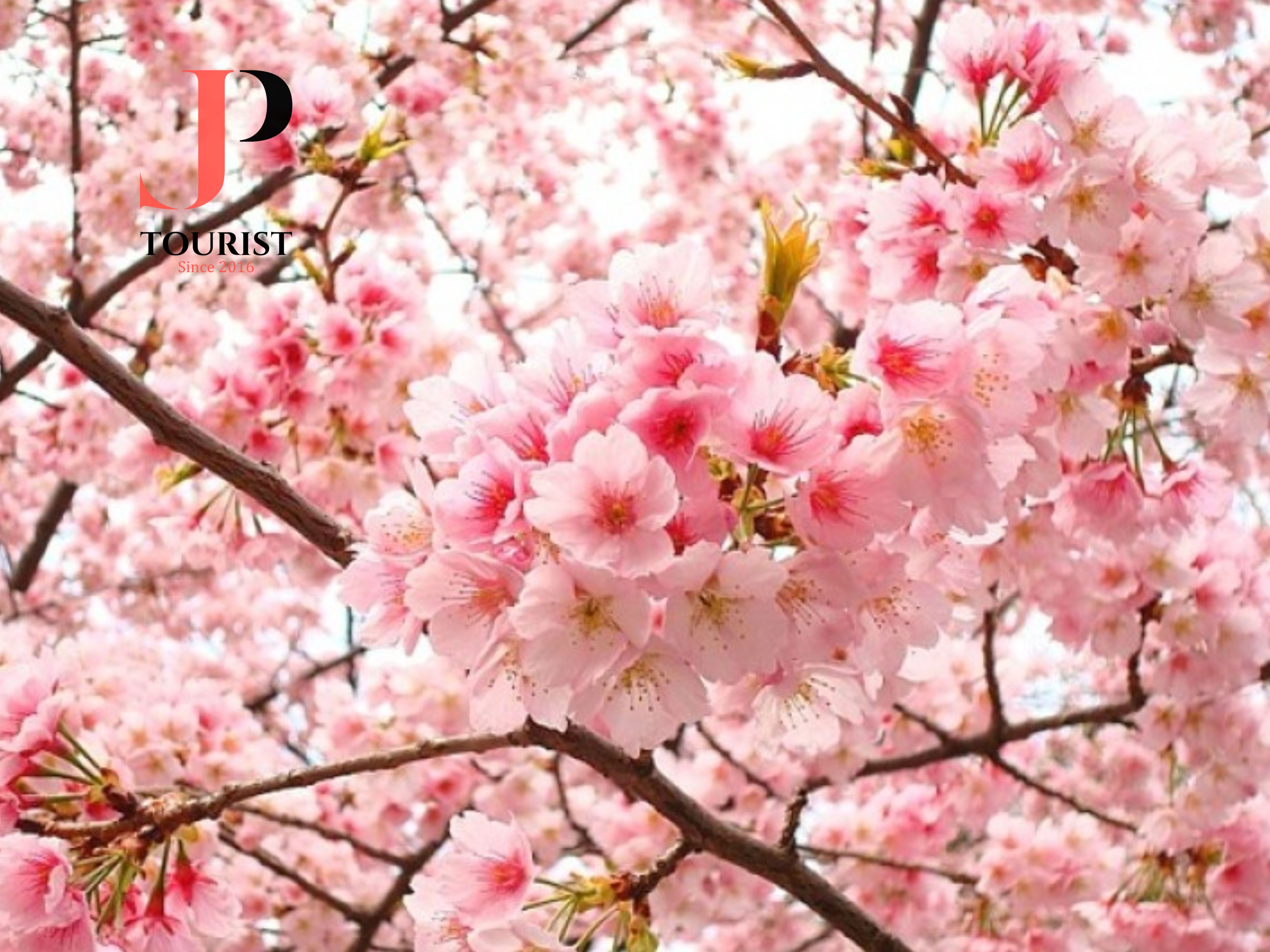 TOUR NHẬT MÙA XUÂN- MÙA HOA SAKURA