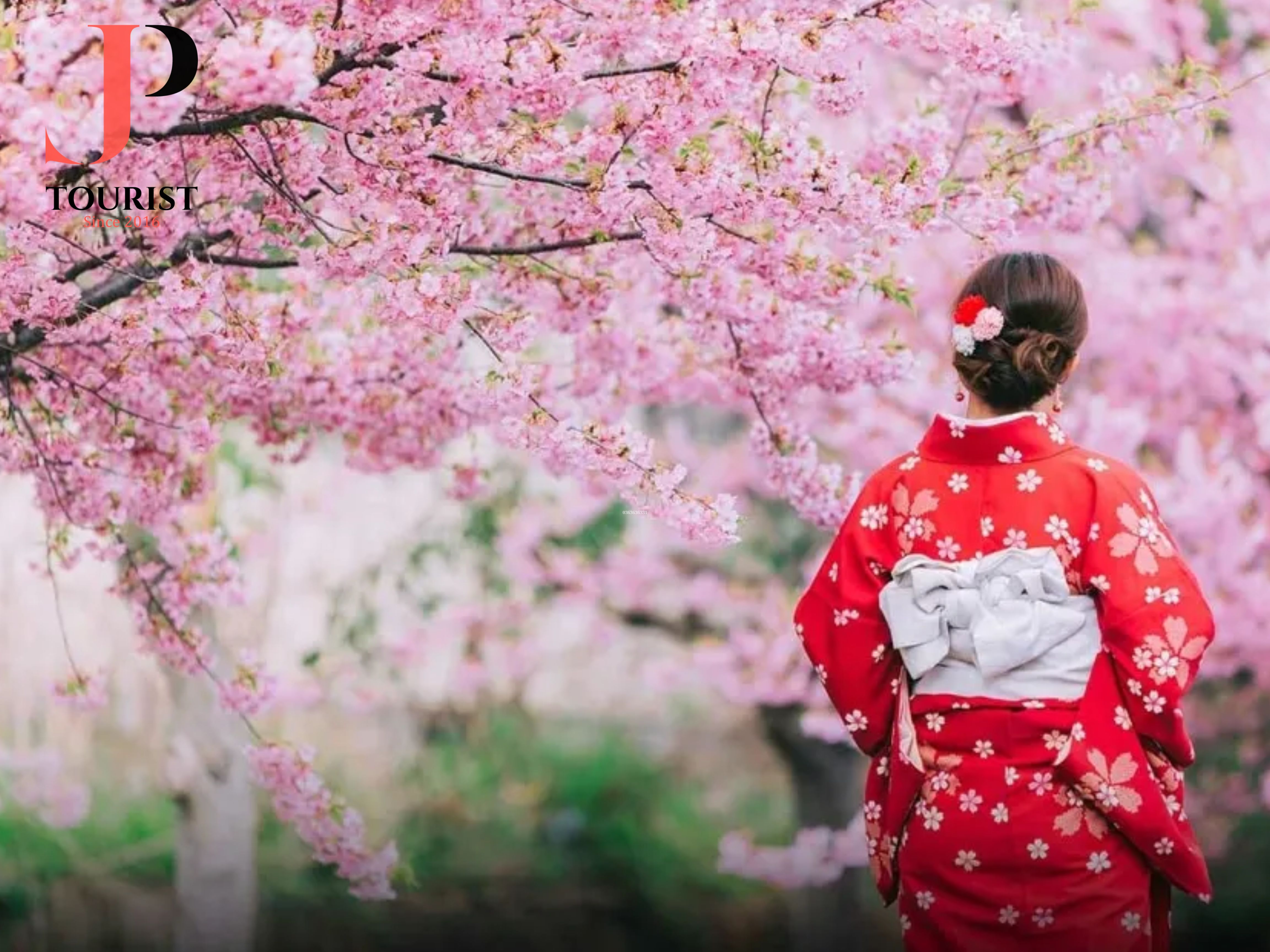 MÙA HOA SAKURA NHẬT BẢN 5N5Đ