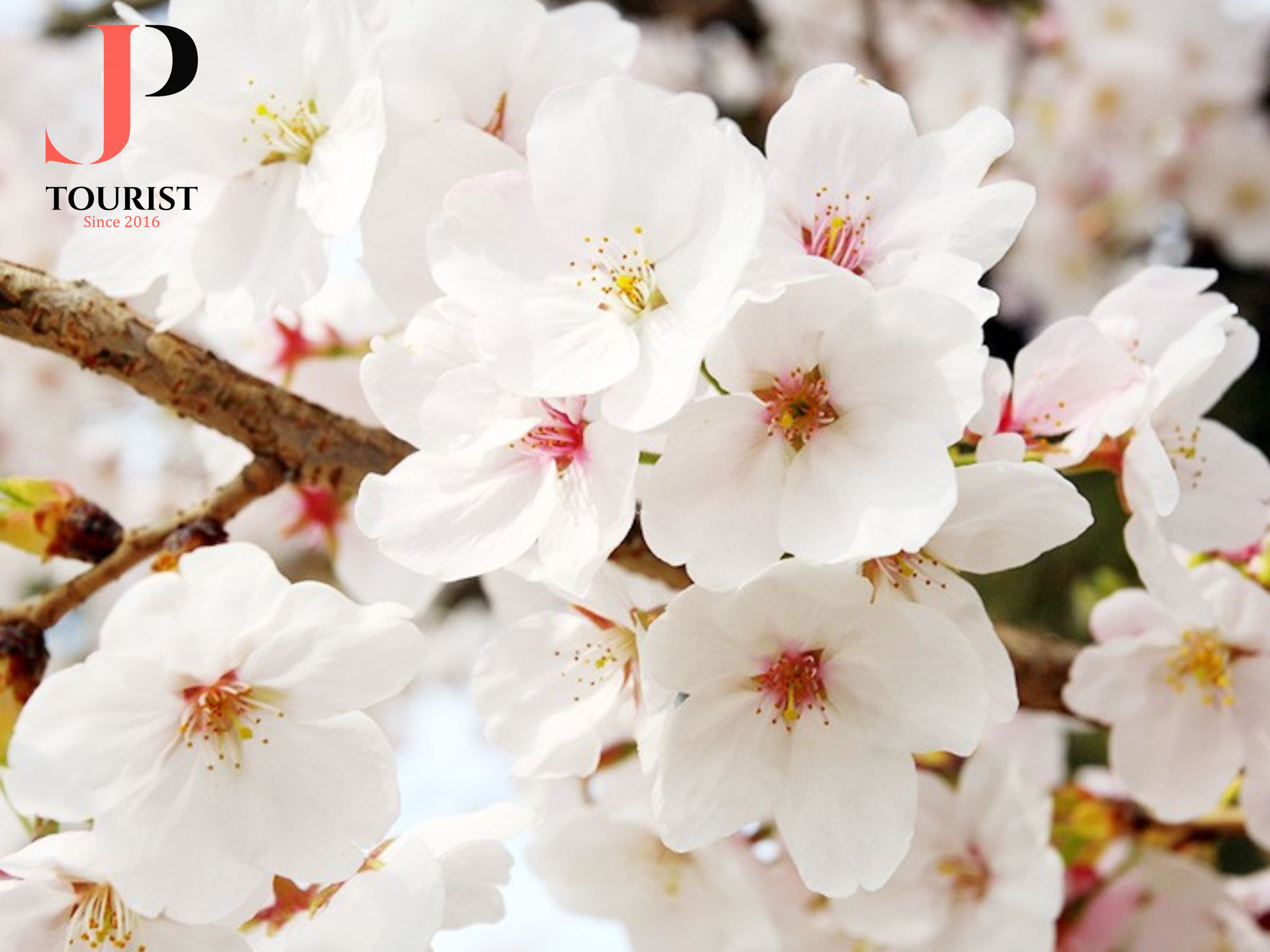 MÙA HOA SAKURA NHẬT BẢN 6N5Đ