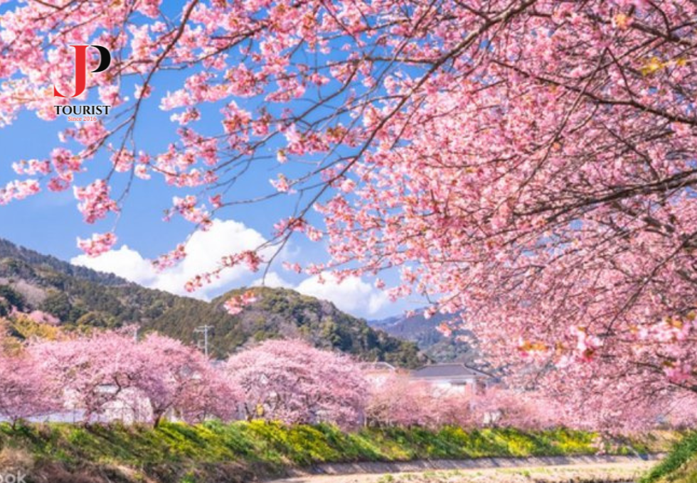 HOA ANH ĐÀO NHẬT BẢN - LÀNG CỔ SHIRAKAWAGO