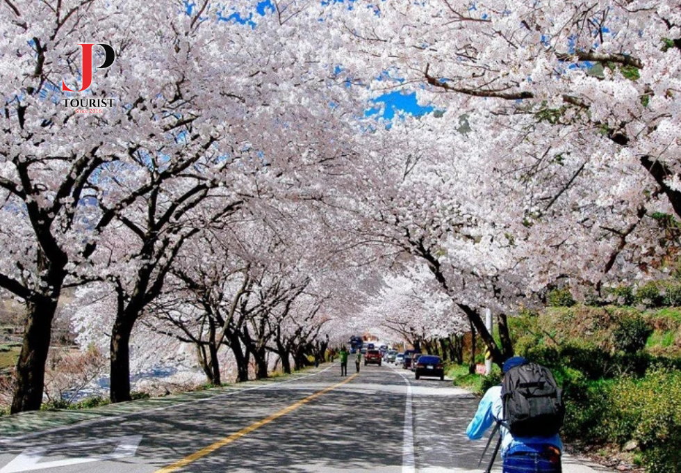 DU LỊCH TRUNG QUỐC: VŨ HÁN THỦ PHỦ HOA ANH ĐÀO 7N7D