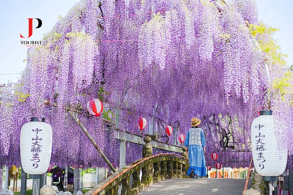 LỄ 30/04 - MÂY TUYẾT SHINHOTAKA ROPEWAY & NGẮM HOA TỬ ĐẰNG 6N5D