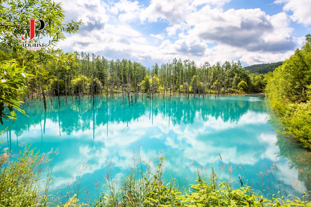 DU LỊCH NHẬT BẢN HOKKAIDO - MÙA HOA OẢI HƯƠNG 6N5D