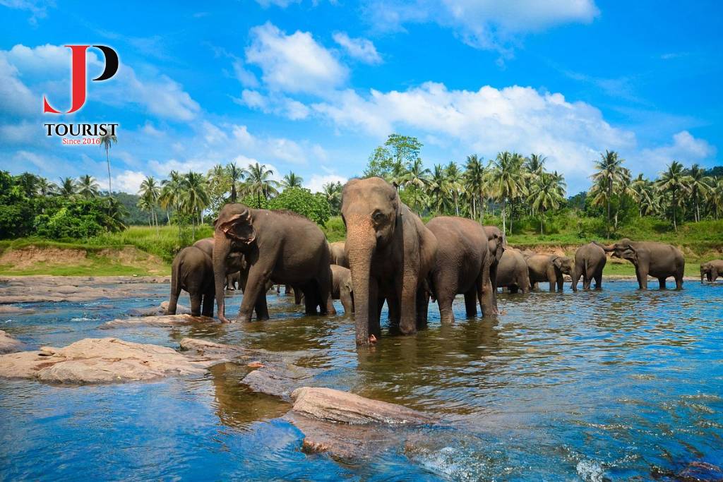 TOUR KHÁM PHÁ SRI LANKA - SIGIRIYA – KANDY – GALLE – COLOMBO 6N5Đ