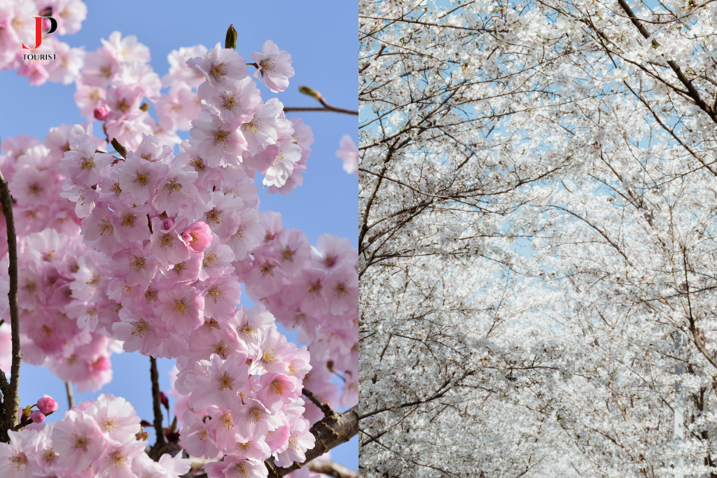 Hoa mơ khoe sắc từ mùa đông lạnh giá hoa-mo-khoe-sac-tu-mua-dong-lanh-gia